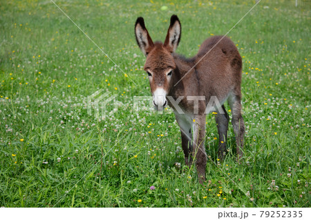 young donkey in green field countryside farm baby animal jackass livestock 79252335