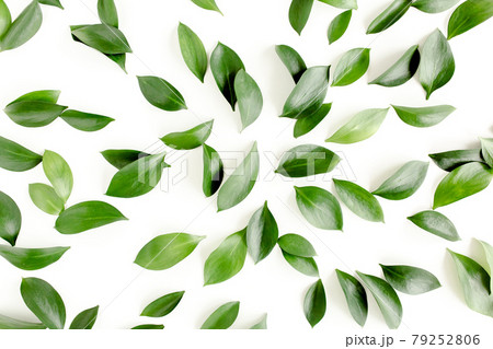 Pattern, texture with green leaves isolated on white background. lay flat, top view Pattern, texture with green leaves isolated on white background. lay flat, top view 79252806
