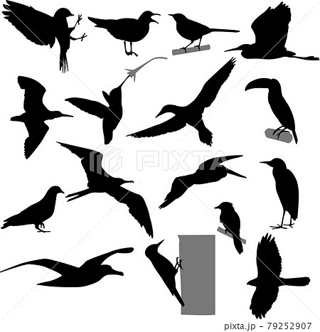 Birds silhouettes collection - vector 79252907