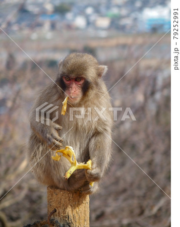 バナナを食べる子猿 79252991