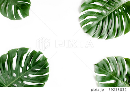 Tropical palm leaves Monstera on white background. Flat lay, top view. Tropical palm leaves Monstera on white background. Flat lay, top view. 79253032