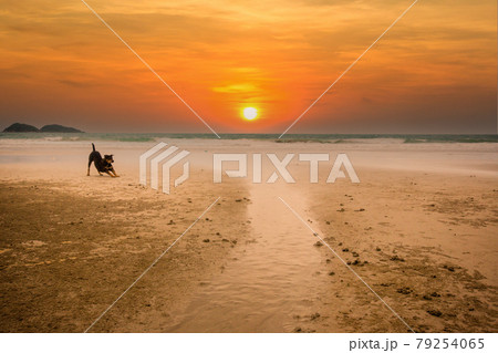 A Black dog on the sea beach.  79254065