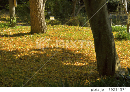 黄色の葉っぱ 79254574