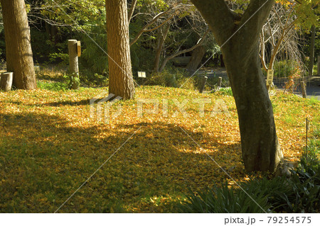 黄色の葉っぱ 79254575