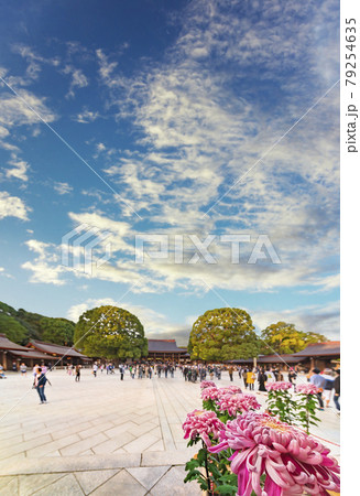 [東京・渋谷] 明治神宮に奉納された秋の大祭奉祝用のピンク色の菊花の広角のクローズアップ撮影。 79254635