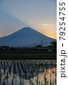 富士山　田んぼに写り込む初夏の夕焼け 79254755