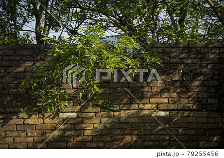 古いレンガの壁に木漏れ日が差し込み新緑の葉を照らす 79255456