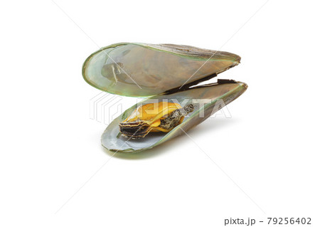 mussels isolated on a white background. mussels isolated on a white background. 79256402