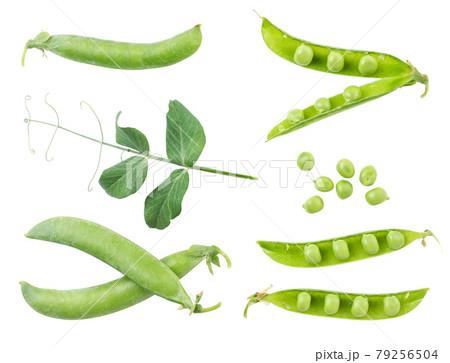 Set of green pea pods, twig and seed on a white background. Isolated Set of green pea pods, twig and seed on a white background. Isolated 79256504