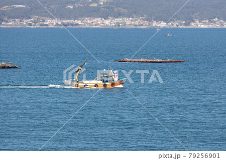 Mussel boat sailing between mussel wood platform called batea. Marine landscape. Rias Baixas, Galicia, Spain 79256901
