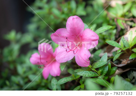 庭のツツジ 79257132