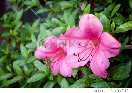 庭のツツジ 79257134