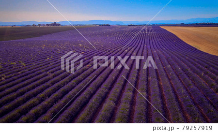 The lavender fields of Valensole Provence in France The lavender fields of Valensole Provence in France 79257919