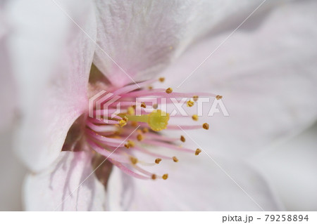 桜の花の雄しべと雌しべの写真素材 桜の花の雄しべと雌しべの写真素材