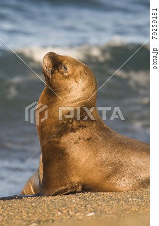 Mother and baby sea lion, Patagonia 79259131