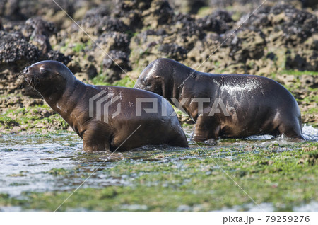 Mother and baby sea lion, Patagonia 79259276
