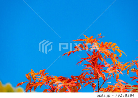 ナナカマドの紅葉と青空　【長野県】 79259294
