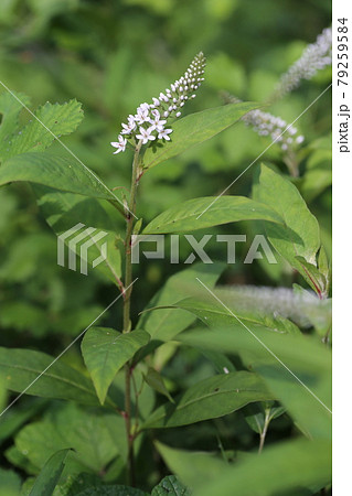 初夏に林の下でひっそりと咲く 白い花 オカトラノオの花の写真素材