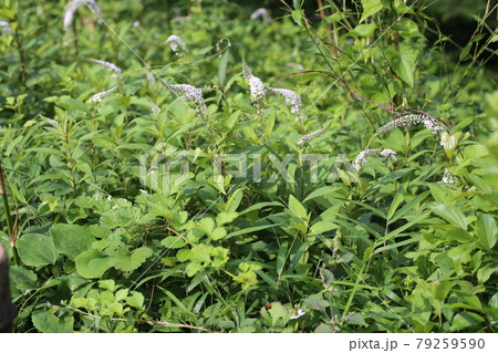 初夏に林の下でひっそりと咲く 白い花 オカトラノオの花の写真素材