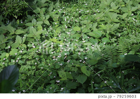 白い花をつけて咲く、和製ハーブ、ドクダミ 79259603