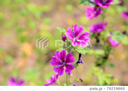 マロウの花 マロウの花 79259660