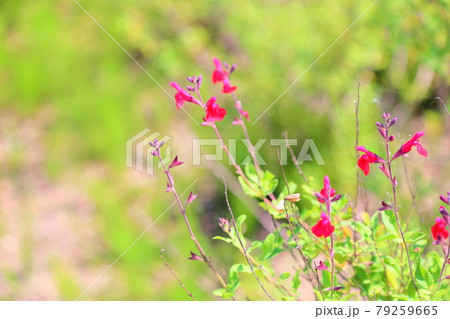 チェリーセージの花 チェリーセージの花 79259665