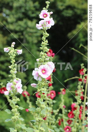 農家の庭先に咲く 梅雨明けを待つ タチアオイの花の写真素材