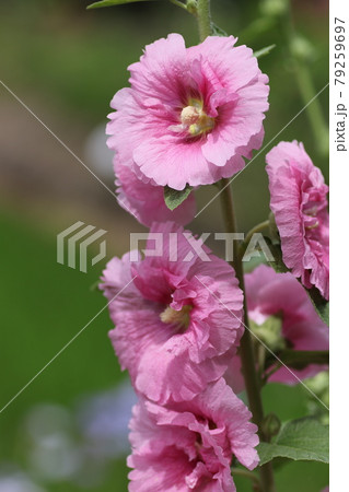 農家の庭先に咲く、梅雨明けを待つ、タチアオイの花 79259697