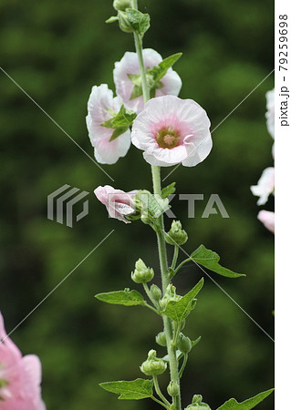 農家の庭先に咲く、梅雨明けを待つ、タチアオイの花 79259698