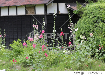 農家の庭先に咲く 梅雨明けを待つ タチアオイの花の写真素材