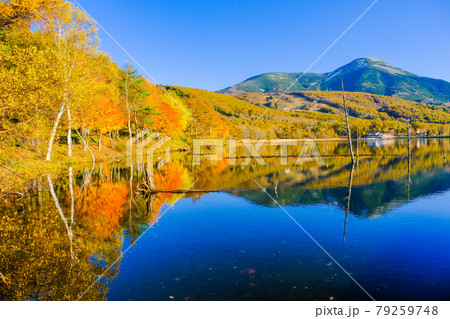 秋の女神湖と蓼科山 79259748