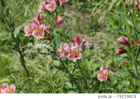 個性的な色の球根植物 アルストロメリアの花の写真素材 個性的な色の球根植物 アルストロメリアの花の写真素材