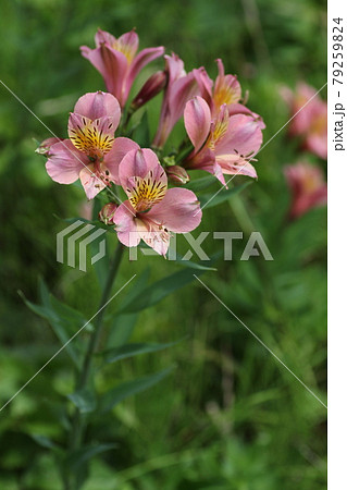 個性的な色の球根植物 アルストロメリアの花の写真素材