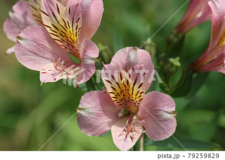 個性的な色の球根植物 アルストロメリアの花の写真素材
