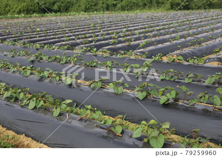 苗を植え付けた、サツマイモの畑 苗を植え付けた、サツマイモの畑 79259960