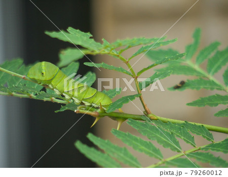 サンショウの葉を食べるアゲハ蝶の幼虫 79260012