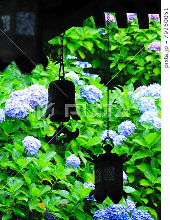 紫陽花の背景　寺の軒下　風鐸のシルエット 79260051
