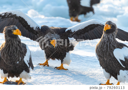 知床 冬 知床 冬 79260113