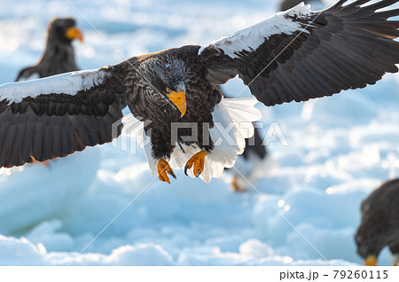 知床 冬 知床 冬 79260115