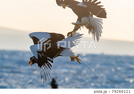 知床 冬 知床 冬 79260121