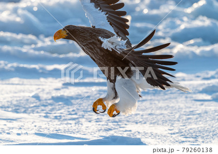 知床 冬 知床 冬 79260138