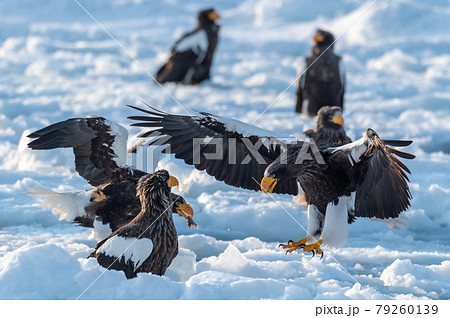 知床 冬 知床 冬 79260139