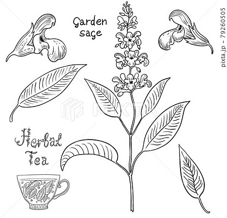 Hand drawn set of sage plants and flowers. 79260505