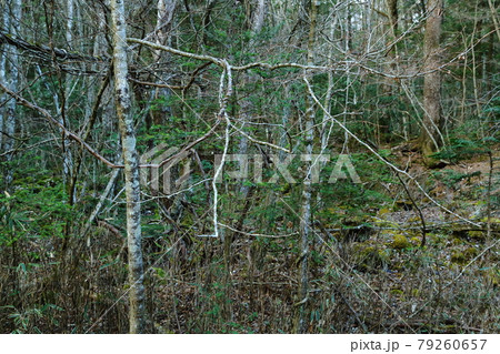 青木ヶ原樹海 79260657