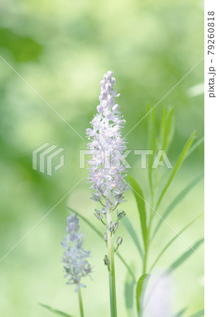 花序の一部に陽が当たる木陰に生えたツルボの花1 79260818
