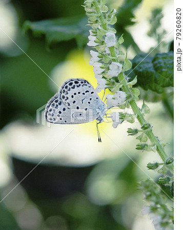 明るい日陰でアオジソの花から吸蜜するヤマトシジミ1 79260820