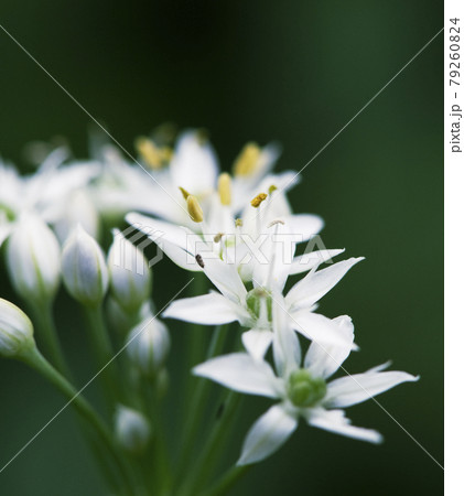 列状に見える曇天下のニラの花序の一部1 列状に見える曇天下のニラの花序の一部1 79260824