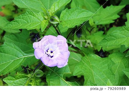 クロホオズキ（黒酸漿）の花 咲き始め 79260989