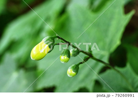 大きく膨み始めたキレンゲショウマ 黄蓮華升麻 の蕾の写真素材