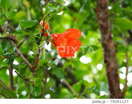紅一点 花 ウチョウラン紅一点の斑入り 銘品 強力 葉の紫色の花
